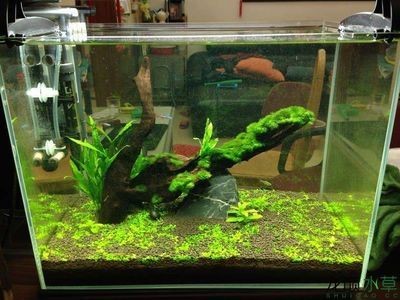 100魚缸造景：100魚缸造景可以選擇夜光石作為裝飾材料 100魚缸造景：100魚缸造景可以選擇夜光石作為裝飾材料 魚缸百科 第3張