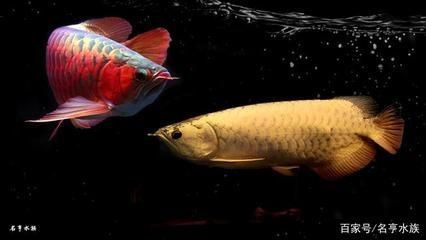紅龍魚樣子文字