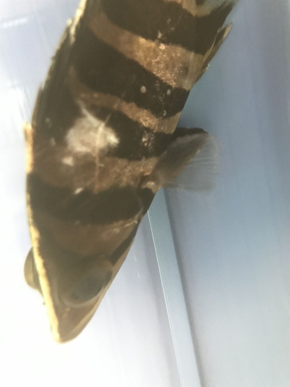 虎魚病了嗎求大神指點 虎魚病了嗎求大神指點 虎魚百科 第2張