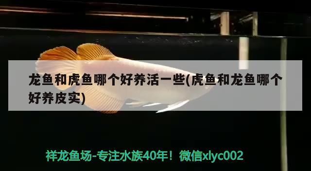 金龍魚 龍魚和虎魚哪個好養活一些(虎魚和龍魚哪個好養皮實) 虎魚百科 龍魚和虎魚哪個好養活一些(虎魚和龍魚哪個好養皮實) 龍魚和虎魚哪個好養活一些(虎魚和龍魚哪個好養皮實) 虎魚百科