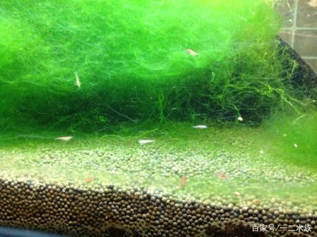 淡水魚缸除藻