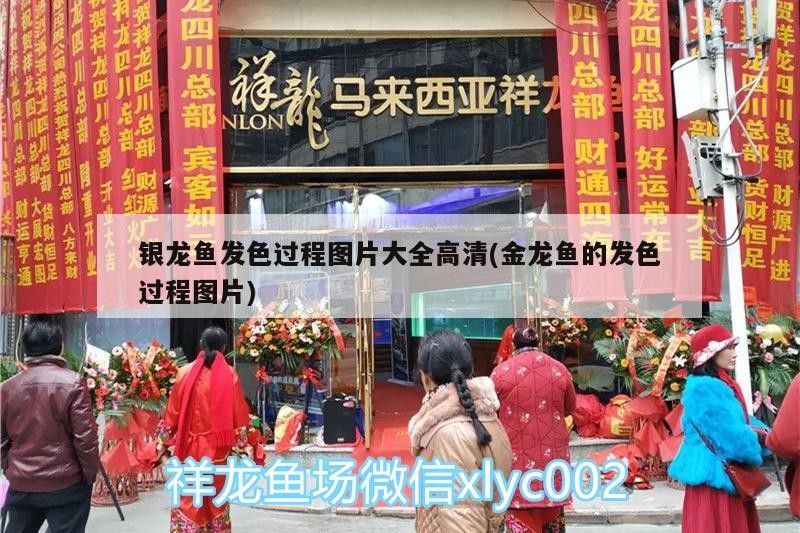 銀龍魚發色過程圖片大全高清(金龍魚的發色過程圖片)