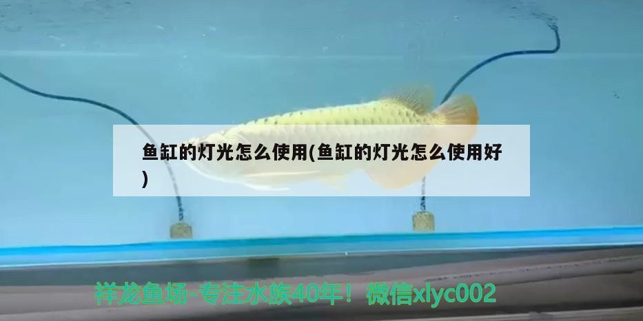 龍魚干蝦有營養(yǎng)嗎 魚缸的燈光怎么使用(魚缸的燈光怎么使用好) 虎魚百科 魚缸的燈光怎么使用(魚缸的燈光怎么使用好) 魚缸的燈光怎么使用(魚缸的燈光怎么使用好) 虎魚百科