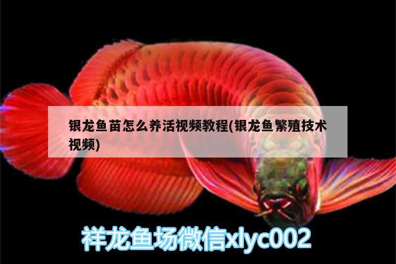 銀龍魚苗怎么養活視頻教程(銀龍魚繁殖技術視頻)