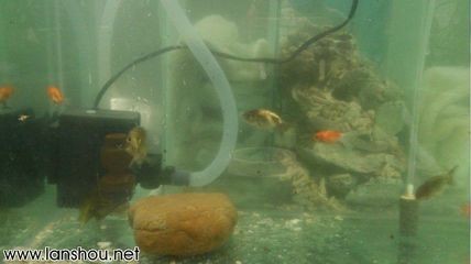 側濾加上濾魚缸：如何選擇適合自己的魚缸過濾方式