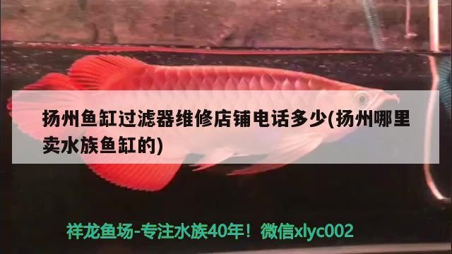 魚缸造景先放沙還是先放水(魚缸造景先鋪沙還是先放石頭) 揚州魚缸過濾器維修店鋪電話多少(揚州哪里賣水族魚缸的) 虎魚百科 揚州魚缸過濾器維修店鋪電話多少(揚州哪里賣水族魚缸的) 揚州魚缸過濾器維修店鋪電話多少(揚州哪里賣水族魚缸的) 虎魚百科