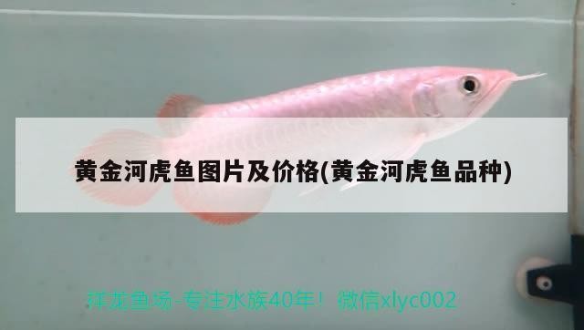 黃金河虎魚圖片及價格(黃金河虎魚品種) 黃金河虎魚圖片及價格(黃金河虎魚品種) 虎魚百科 第2張