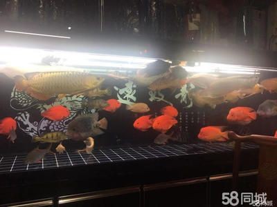 觀賞魚實體店生存不下去（觀賞魚實體店的發展趨勢）