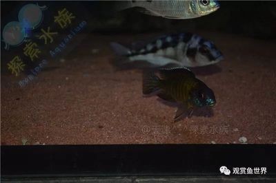 觀賞魚實體店生存不下去（觀賞魚實體店的發展趨勢）