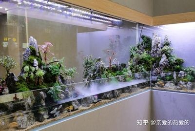 觀賞魚實(shí)體店生存不下去（觀賞魚實(shí)體店的發(fā)展趨勢）