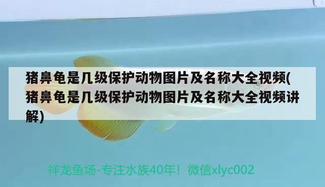 魚缸用增氧泵價格是多少:魚缸增氧機-xtrac增氧機-xtrac增氧機 豬鼻龜是幾級保護動物圖片及名稱大全視頻(豬鼻龜是幾級保護動物圖片及名稱大全視頻講解) 豬鼻龜百科 豬鼻龜是幾級保護動物圖片及名稱大全視頻(豬鼻龜是幾級保護動物圖片及名稱大全視頻講解) 豬鼻龜是幾級保護動物圖片及名稱大全視頻(豬鼻龜是幾級保護動物圖片及名稱大全視頻講解) 豬鼻龜百科