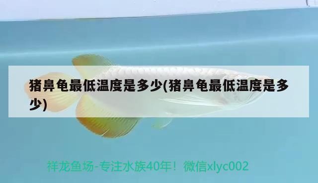 豬鼻龜最低溫度是多少(豬鼻龜最低溫度是多少)