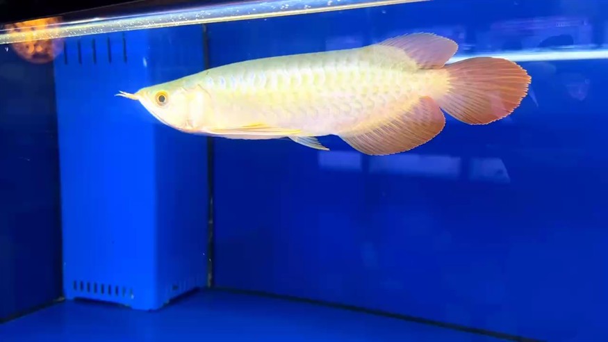 圣塔倫大湖魚 尺寸27/28 短寬身 小火焰尾?? 鱗底有光澤 綠皮微翹頭 圣塔倫大湖魚 尺寸27/28 短寬身 小火焰尾?? 鱗底有光澤 綠皮微翹頭