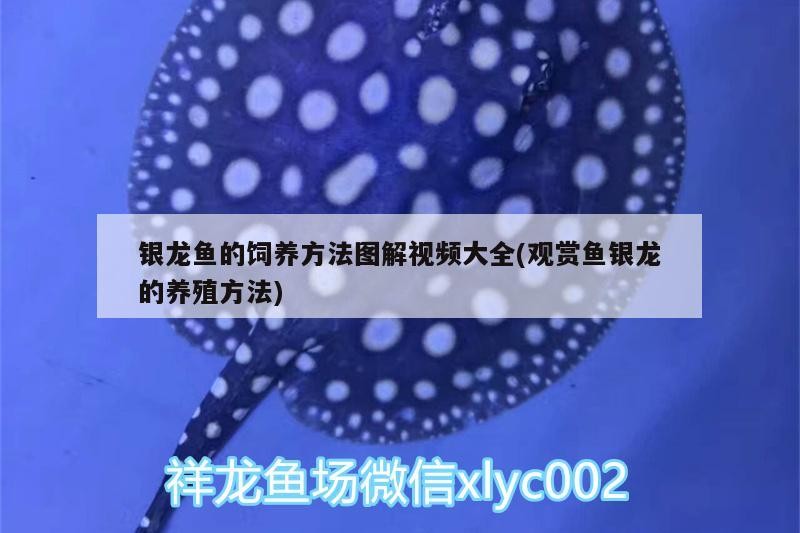 銀龍魚的飼養(yǎng)方法圖解視頻大全(觀賞魚銀龍的養(yǎng)殖方法) 銀龍魚的飼養(yǎng)方法圖解視頻大全(觀賞魚銀龍的養(yǎng)殖方法) 銀龍魚百科