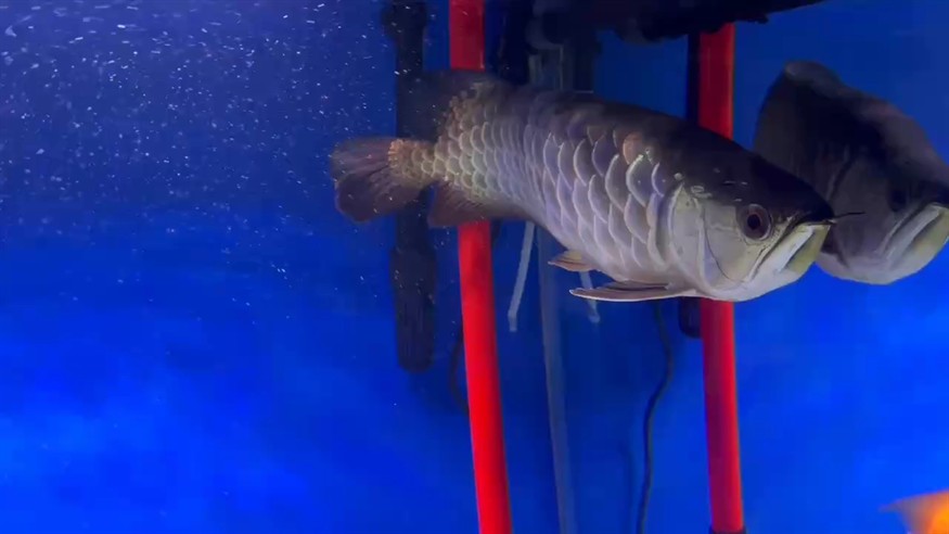 只為多看那一抹藍