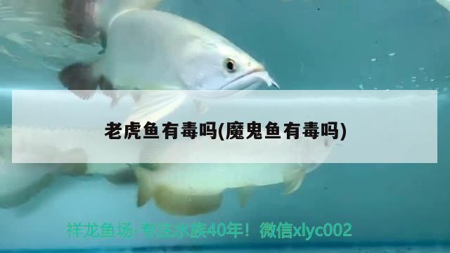 老虎魚有毒嗎(魔鬼魚有毒嗎) 老虎魚有毒嗎(魔鬼魚有毒嗎) 虎魚百科