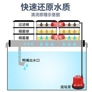 帶循環的魚缸多久換水：帶循環系統的魚缸水質管理的重要性是養魚成功的關鍵