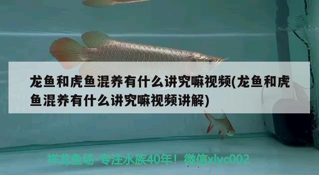 龍魚和虎魚混養有什么講究嘛視頻(龍魚和虎魚混養有什么講究嘛視頻講解)