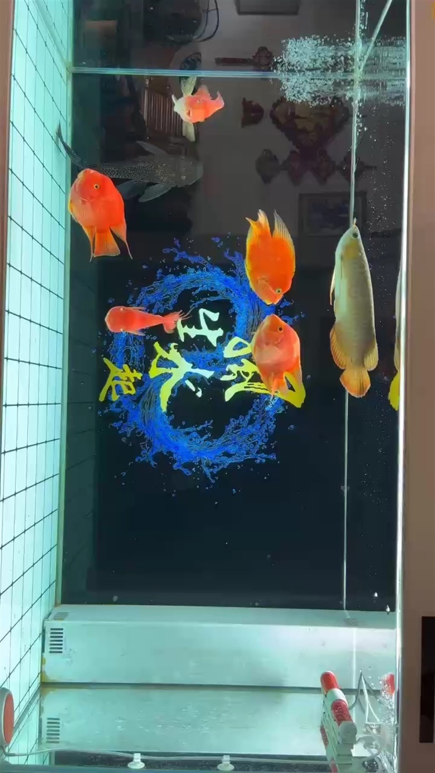 下缸十天隨拍
