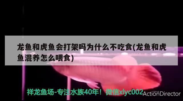 龍魚和虎魚會打架嗎為什么不吃食(龍魚和虎魚混養(yǎng)怎么喂食)