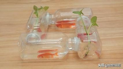 大飲料瓶做魚缸：大飲料瓶可以被改造成魚缸，為魚類提供一個(gè)簡單的居住環(huán)境