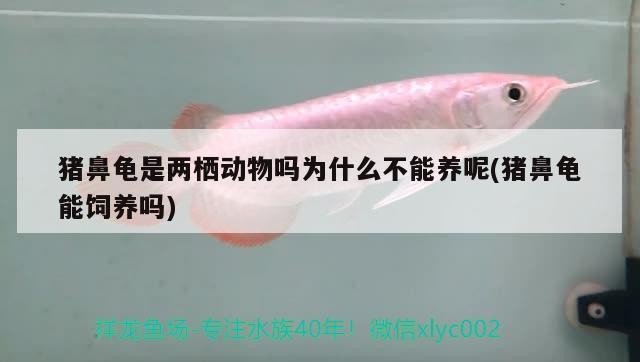 豬鼻龜是兩棲動物嗎為什么不能養呢(豬鼻龜能飼養嗎)