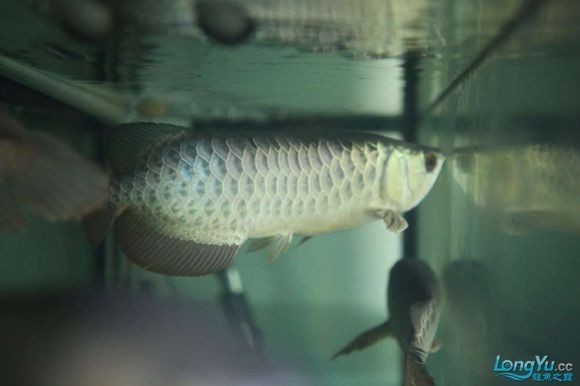 金龍魚能養多少年啊(金龍魚壽命多久)
