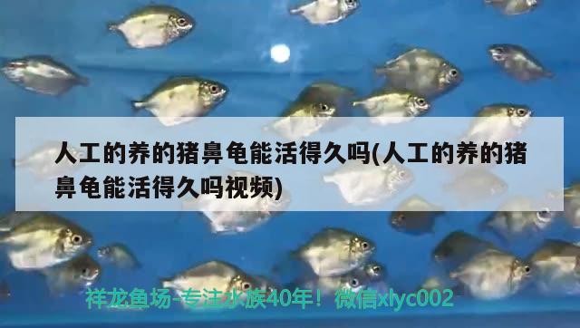 人工的養的豬鼻龜能活得久嗎(人工的養的豬鼻龜能活得久嗎視頻)