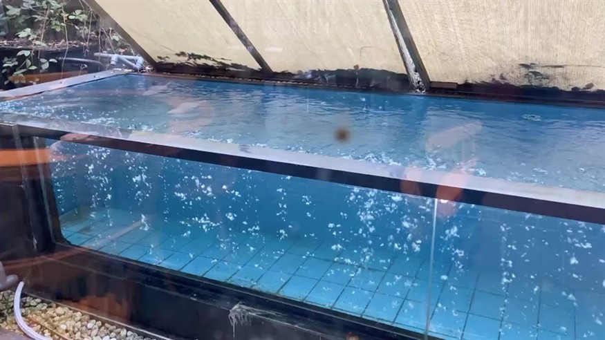 大魚缸 大魚缸 龍魚論壇