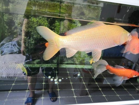 紅龍魚最好的品種在哪里？：紅龍魚市場價格對比