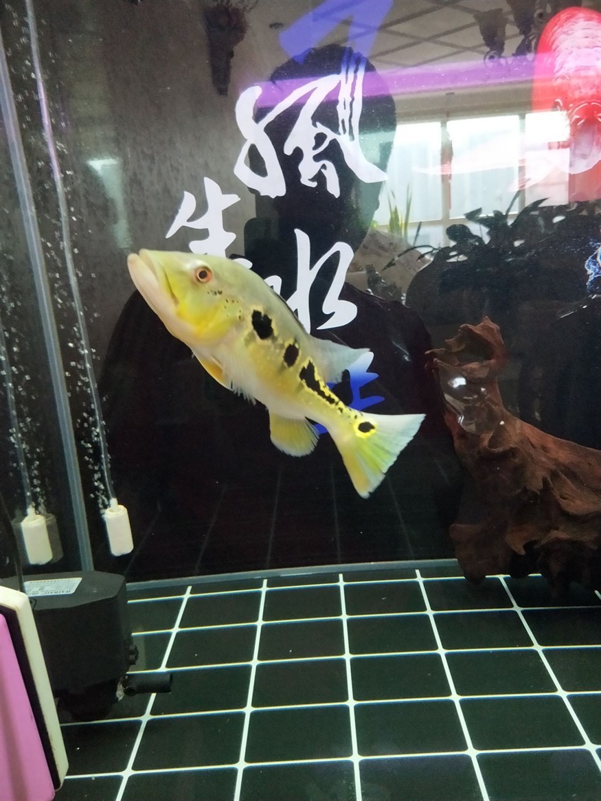 藍(lán)帆眼斑怎么樣