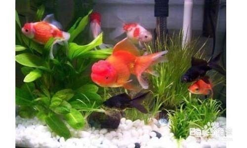 中國最貴紅龍魚7000萬酷愛（中國最貴的紅龍魚多少錢）