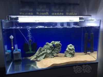 多久換水魚缸比較好：養魚水質管理全攻略