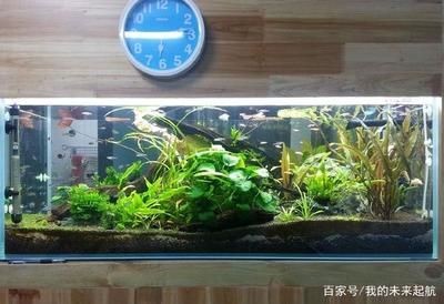 多久換水魚缸比較好：養魚水質管理全攻略