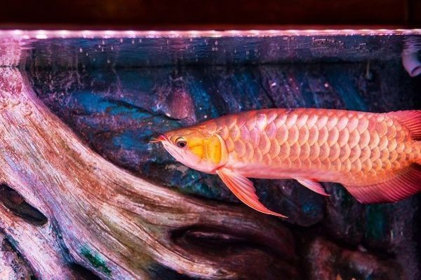 印尼小紅龍魚市場定位策略：印尼小紅龍魚市場定位策略探索紅龍魚市場定位策略