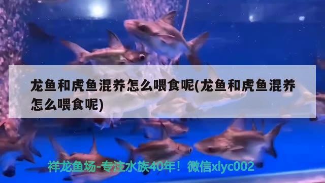 龍魚和虎魚混養(yǎng)怎么喂食呢(龍魚和虎魚混養(yǎng)怎么喂食呢) 龍魚和虎魚混養(yǎng)怎么喂食呢(龍魚和虎魚混養(yǎng)怎么喂食呢) 虎魚百科