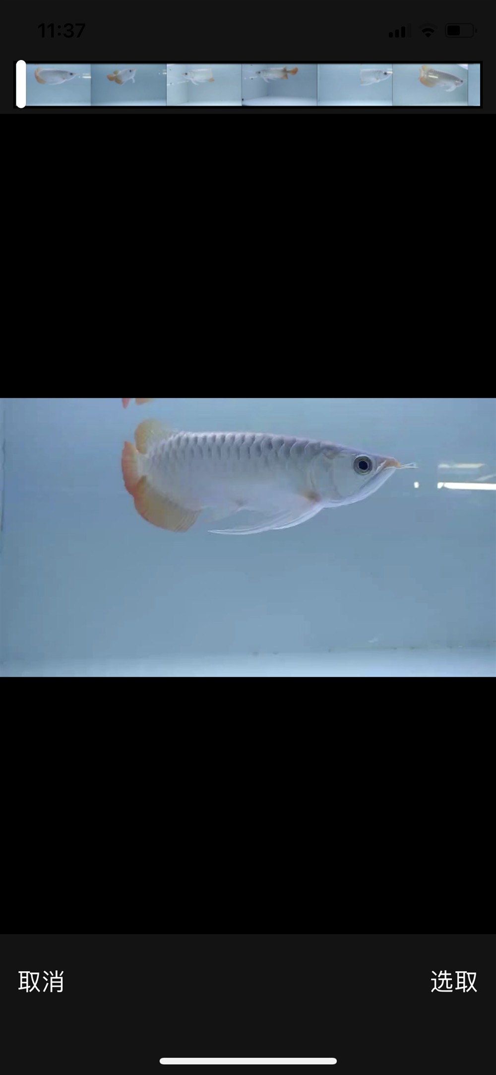 3500印尼大湖純血小紅龍，越大越漂亮品種。 3500印尼大湖純血小紅龍，越大越漂亮品種。 龍魚論壇
