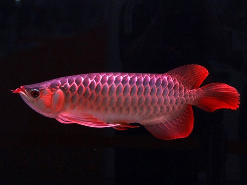 可麗愛魚缸的溫控探頭如何更換 可麗愛魚缸的溫控探頭如何更換 紅龍魚百科 第1張