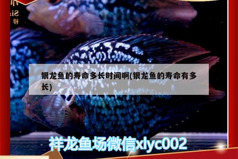 銀龍魚的壽命多長時間啊(銀龍魚的壽命有多長)