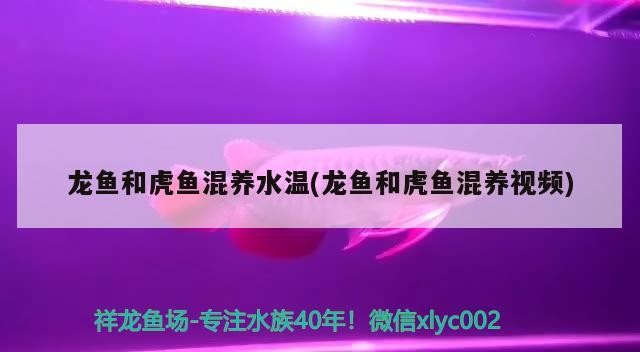 龍魚和虎魚混養(yǎng)水溫(龍魚和虎魚混養(yǎng)視頻)