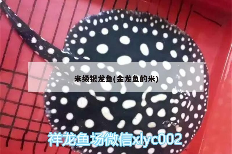 米級銀龍魚(金龍魚的米)