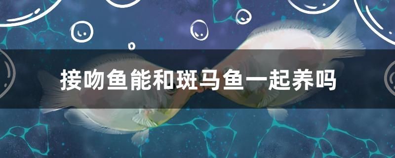 接吻魚能和斑馬魚一起養(yǎng)嗎 接吻魚能和斑馬魚一起養(yǎng)嗎 森森魚缸