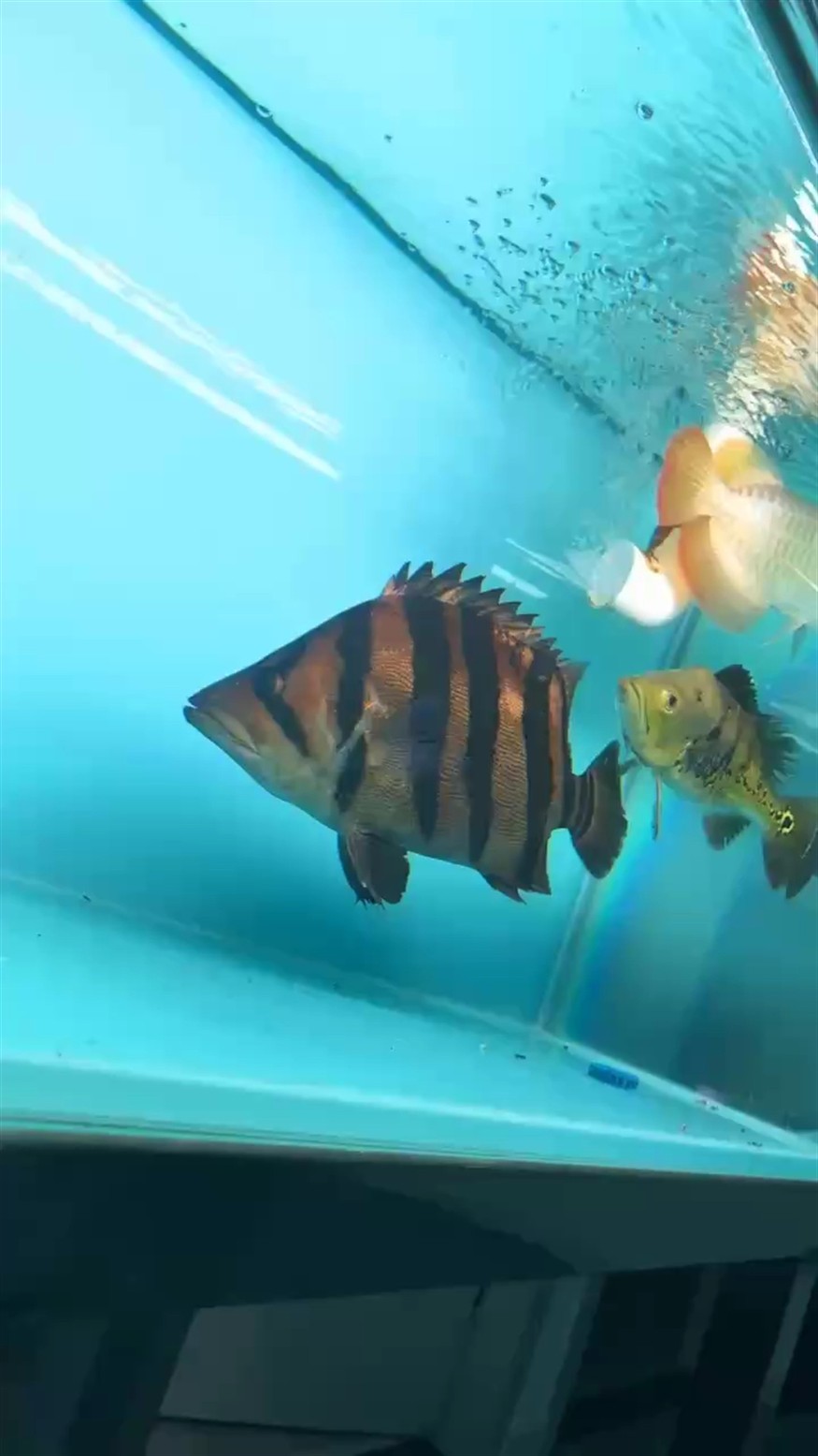 如何區(qū)分戰(zhàn)車紅龍魚和其他紅龍魚？，“戰(zhàn)車體型”的辣椒紅龍視為頂級(jí)個(gè)體，具體對(duì)比對(duì)比 如何區(qū)分戰(zhàn)車紅龍魚和其他紅龍魚？，“戰(zhàn)車體型”的辣椒紅龍視為頂級(jí)個(gè)體，具體對(duì)比對(duì)比 龍魚百科 第2張