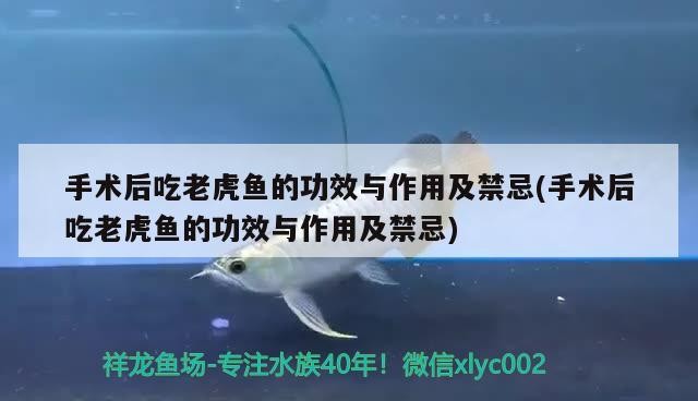 手術后吃老虎魚的功效與作用及禁忌(手術后吃老虎魚的功效與作用及禁忌)