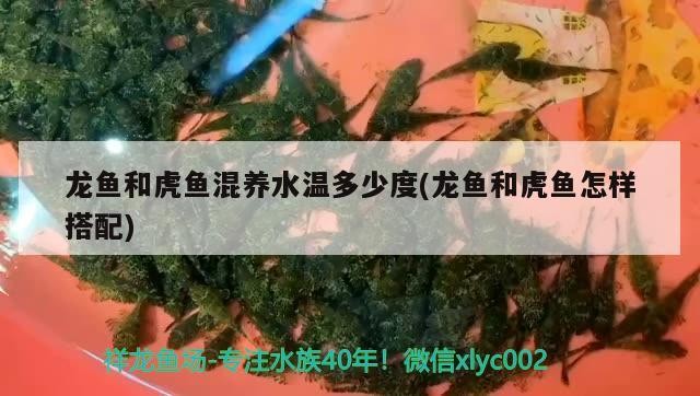 龍魚和虎魚混養水溫多少度(龍魚和虎魚怎樣搭配)