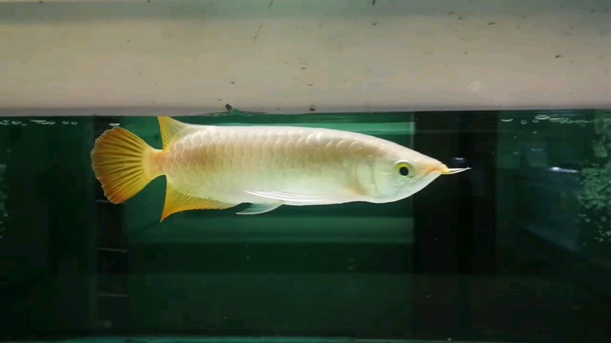 小是小，身材好 小是小，身材好 龍魚論壇