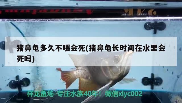 豬鼻龜多久不喂會死(豬鼻龜長時間在水里會死嗎) 豬鼻龜多久不喂會死(豬鼻龜長時間在水里會死嗎) 豬鼻龜百科