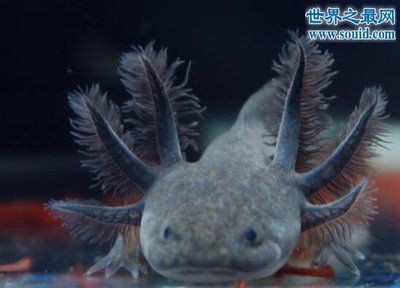 龍魚(yú)被咬掉了尾巴,還能長(zhǎng)出來(lái)嗎