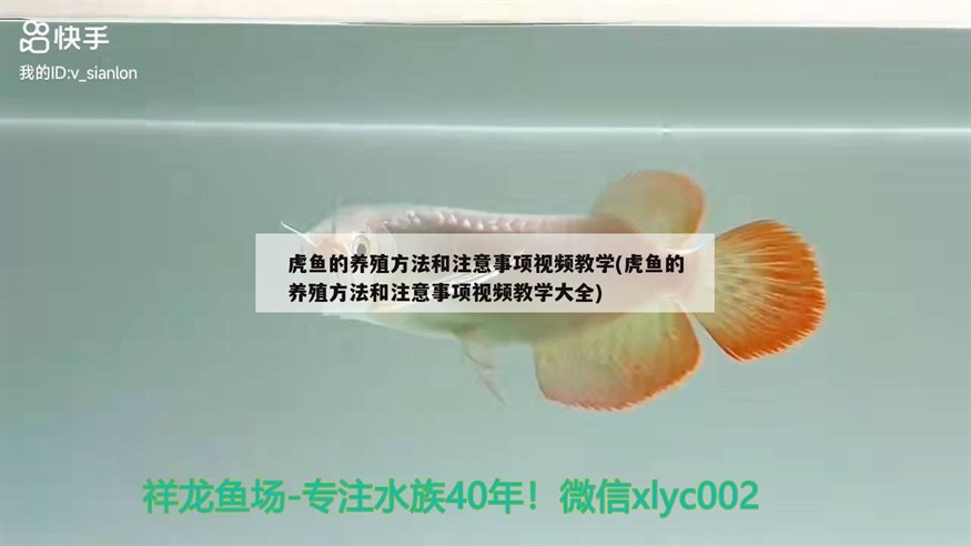虎魚的養(yǎng)殖方法和注意事項視頻教學(虎魚的養(yǎng)殖方法和注意事項視頻教學大全)