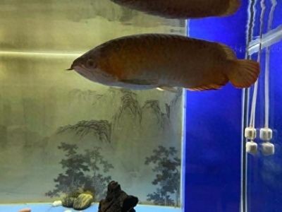 紅龍魚缸的最佳水位是多少度：關于紅龍魚缸最佳水溫的詳細信息 紅龍魚缸的最佳水位是多少度：關于紅龍魚缸最佳水溫的詳細信息 紅龍魚百科 第5張